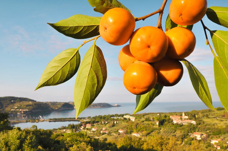 Festival kakijev v Laguni Strunjan 1
