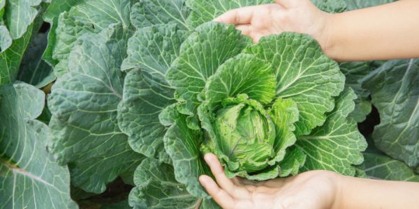 close up hand farmer garden during morning time food background 1