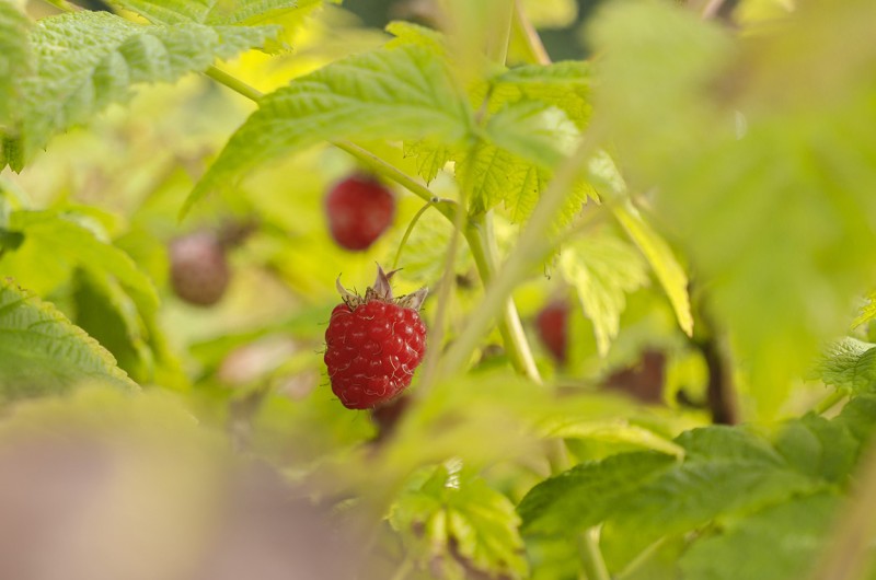 Maline na Grajskem vrtu